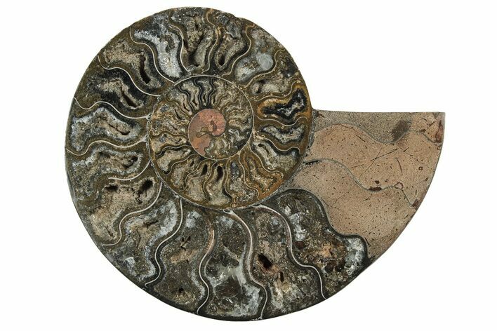 Cut & Polished Ammonite Fossil (Half) - Unusual Black Color #241548